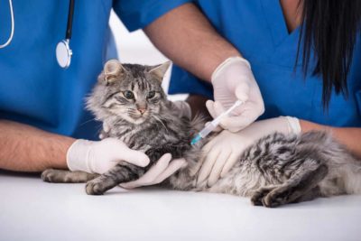 Ist der Covid-19 Coronavirus bei Katzen auch so gefährlich wie beim Menschen? 4