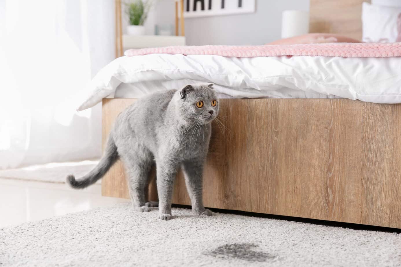 The Cat Pees In The Apartment Or Marked. What Can You Do About It?